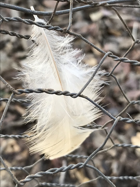 grillage à poule